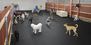 dogs photos