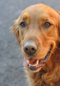 Golden Retriever
