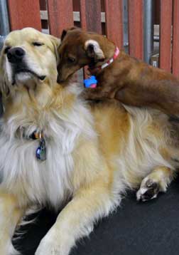 Two dogs playing together