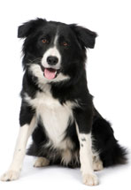 dogs photos
