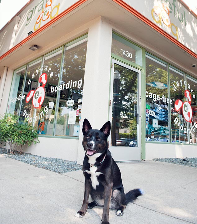 Grateful Dog - Sacramento Dog Daycare